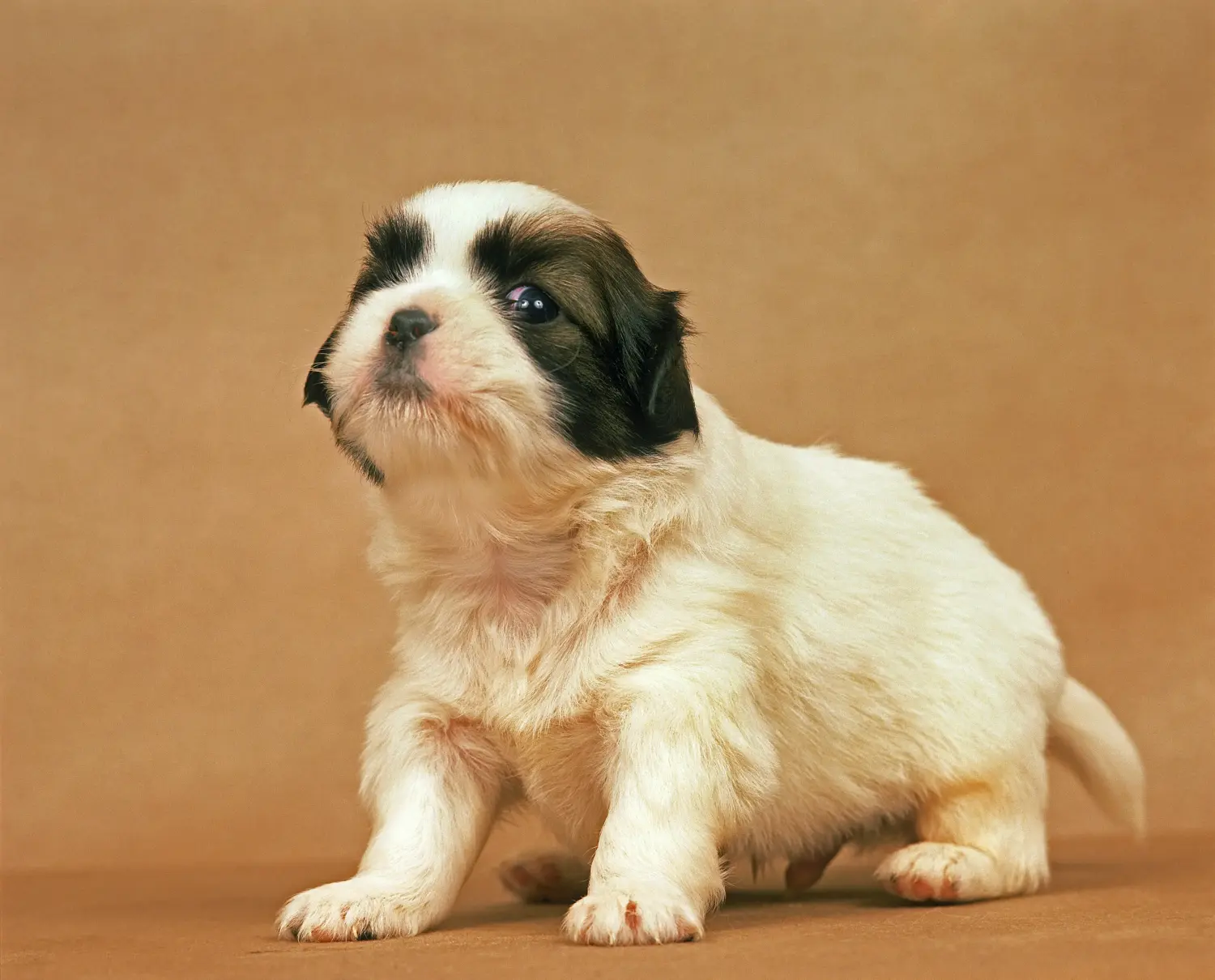 Einen Tibet-Spaniel Welpen zu kaufen, bedeutet Verantwortung zu übernehmen! Tibet-Spaniel Welpen kaufen.