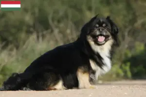 Mehr über den Artikel erfahren Tibet-Spaniel Züchter und Welpen in Ungarn