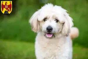 Mehr über den Artikel erfahren Pomapoo Züchter und Welpen im Burgenland