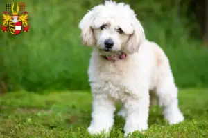 Mehr über den Artikel erfahren Pomapoo Züchter und Welpen in Kärnten