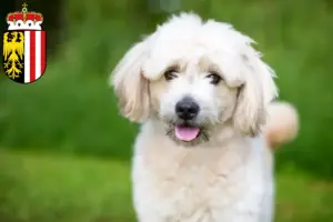 Mehr über den Artikel erfahren Pomapoo Züchter und Welpen in Oberösterreich