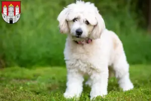 Mehr über den Artikel erfahren Pomapoo Züchter und Welpen in Salzburg