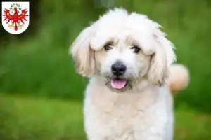 Mehr über den Artikel erfahren Pomapoo Züchter und Welpen in Tirol