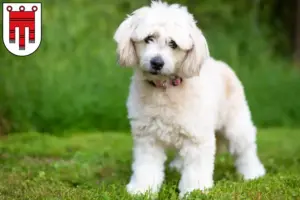 Mehr über den Artikel erfahren Pomapoo Züchter und Welpen in Vorarlberg