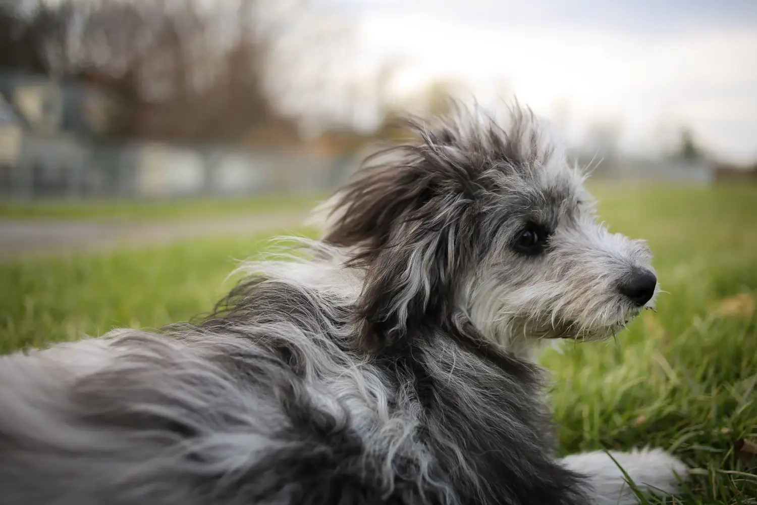 Einen Aussiedoodle Welpen zu kaufen, bedeutet Verantwortung zu übernehmen! Aussiedoodle Welpen kaufen.