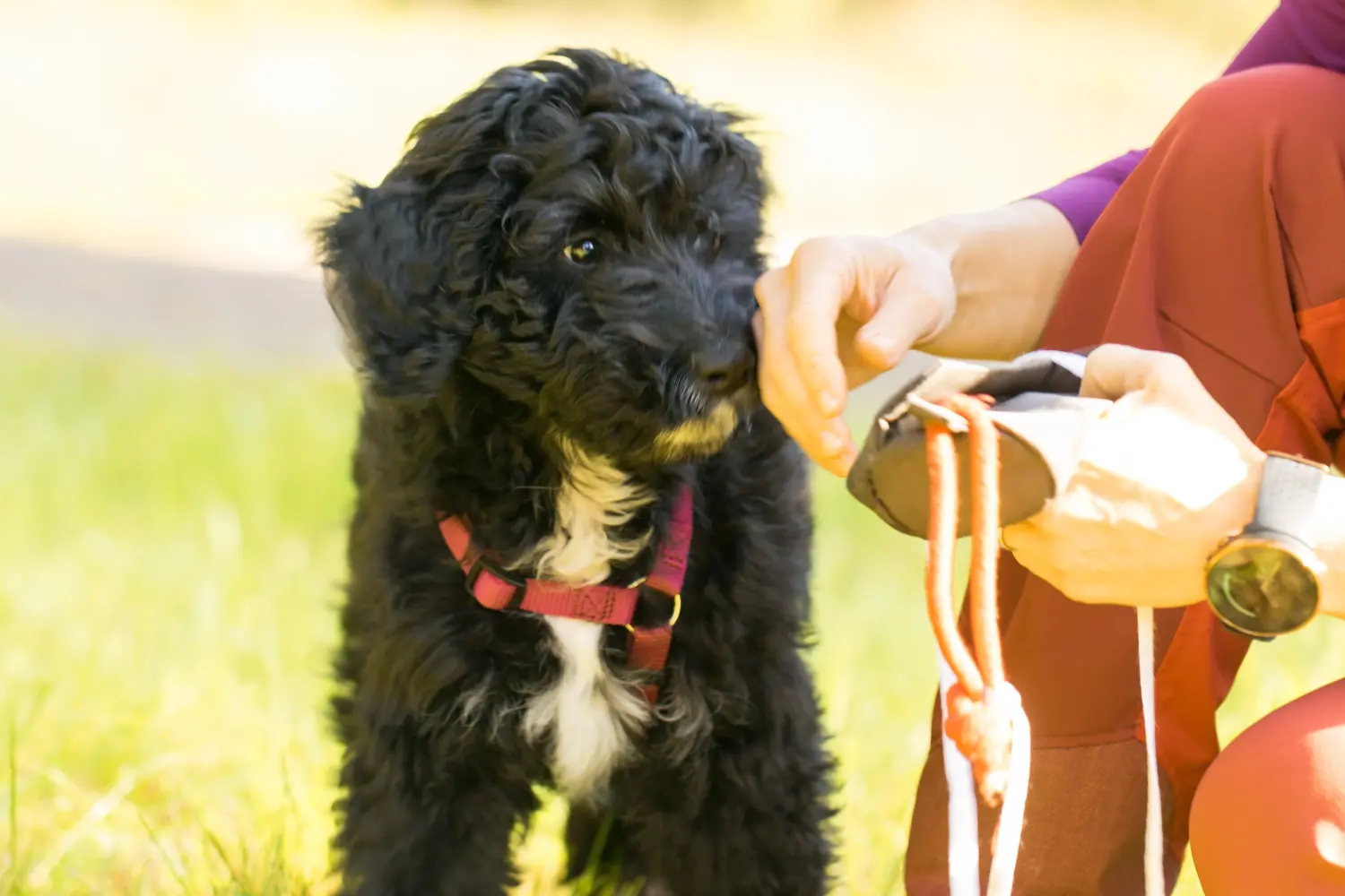 Einen Aussiedoodle Welpen zu kaufen, bedeutet Verantwortung zu übernehmen! Aussiedoodle Welpen kaufen.