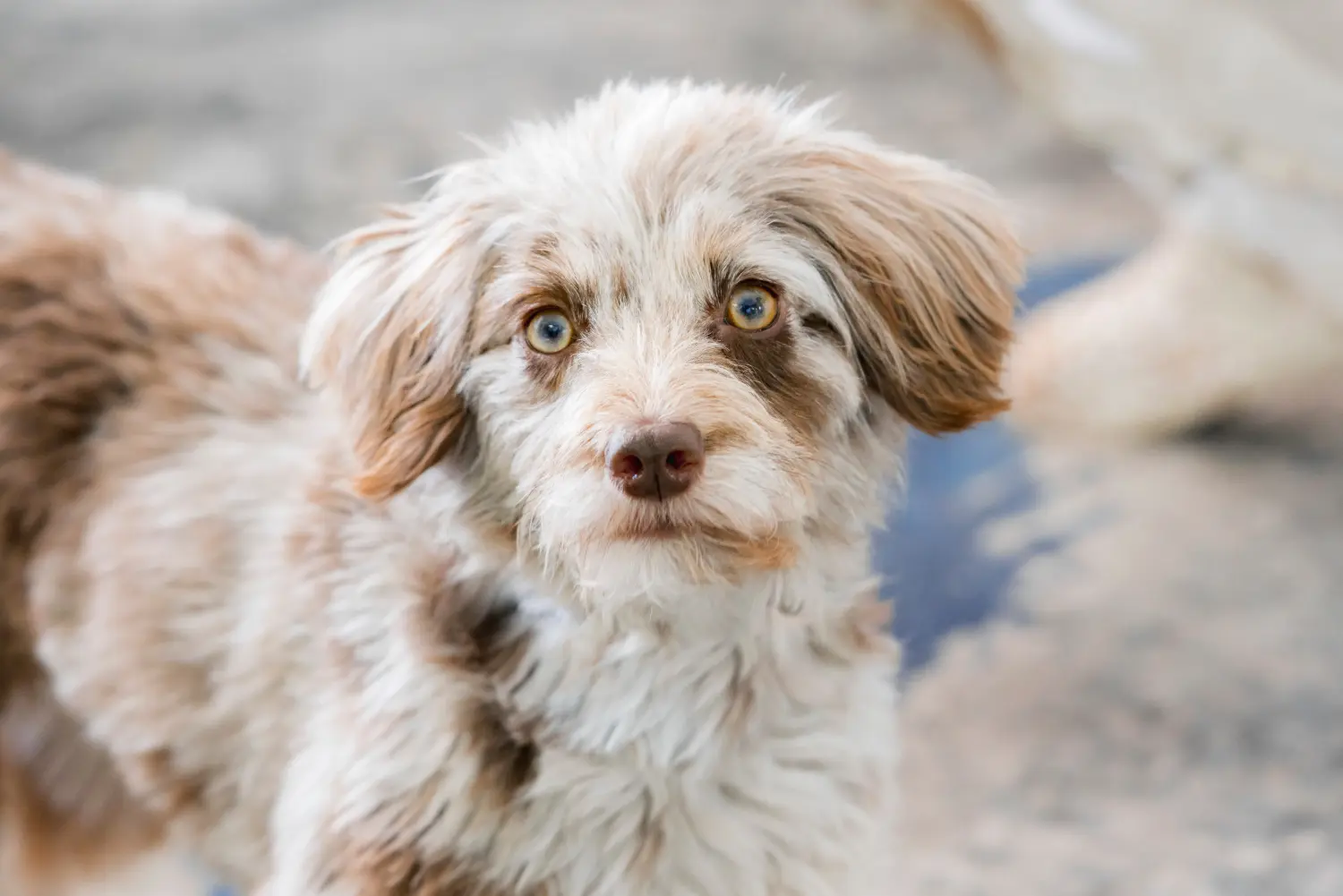 Einen Aussiedoodle Welpen zu kaufen, bedeutet Verantwortung zu übernehmen! Aussiedoodle Welpen kaufen.