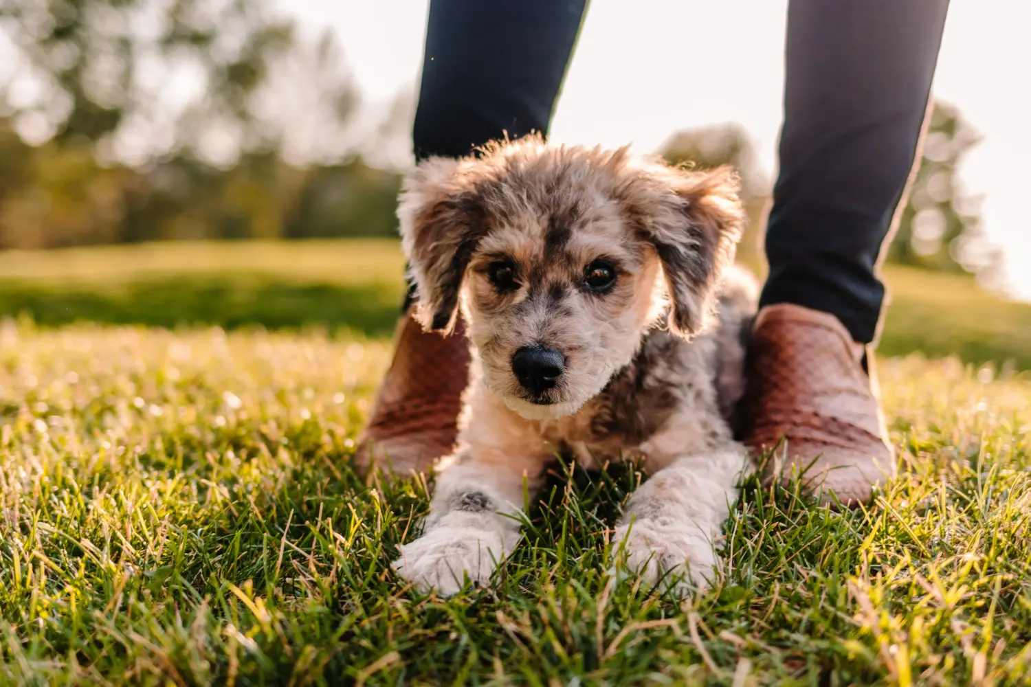 Einen Aussiedoodle Welpen zu kaufen, bedeutet Verantwortung zu übernehmen! Aussiedoodle Welpen kaufen.