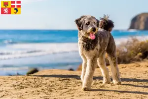 Mehr über den Artikel erfahren Aussiedoodle Züchter und Welpen in Auvergne-Rhône-Alpes