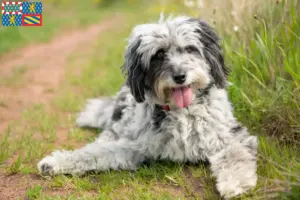 Mehr über den Artikel erfahren Aussiedoodle Züchter und Welpen in Bourgogne-Franche-Comté