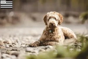 Mehr über den Artikel erfahren Aussiedoodle Züchter und Welpen in der Bretagne
