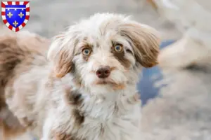 Mehr über den Artikel erfahren Aussiedoodle Züchter und Welpen in Centre-Val de Loire