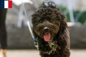 Mehr über den Artikel erfahren Aussiedoodle Züchter und Welpen in Frankreich