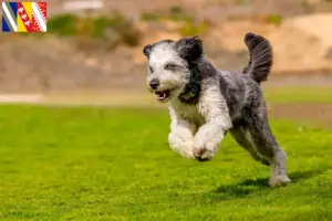 Mehr über den Artikel erfahren Aussiedoodle Züchter und Welpen in Grand Est