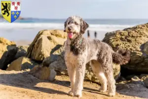 Mehr über den Artikel erfahren Aussiedoodle Züchter und Welpen in Hauts-de-France