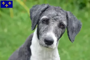 Mehr über den Artikel erfahren Aussiedoodle Züchter und Welpen in Île-de-France