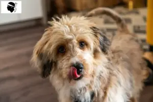 Mehr über den Artikel erfahren Aussiedoodle Züchter und Welpen auf Korsika