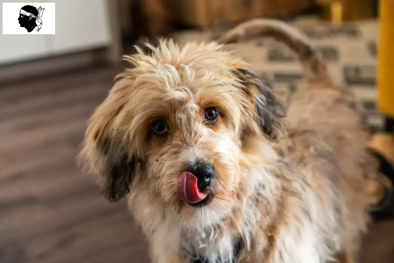 Aussiedoodle Welpen und Züchter Korsika Hier findest Du Aussiedoodles Züchter auf Korsika.