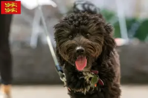 Mehr über den Artikel erfahren Aussiedoodle Züchter und Welpen in der Normandie