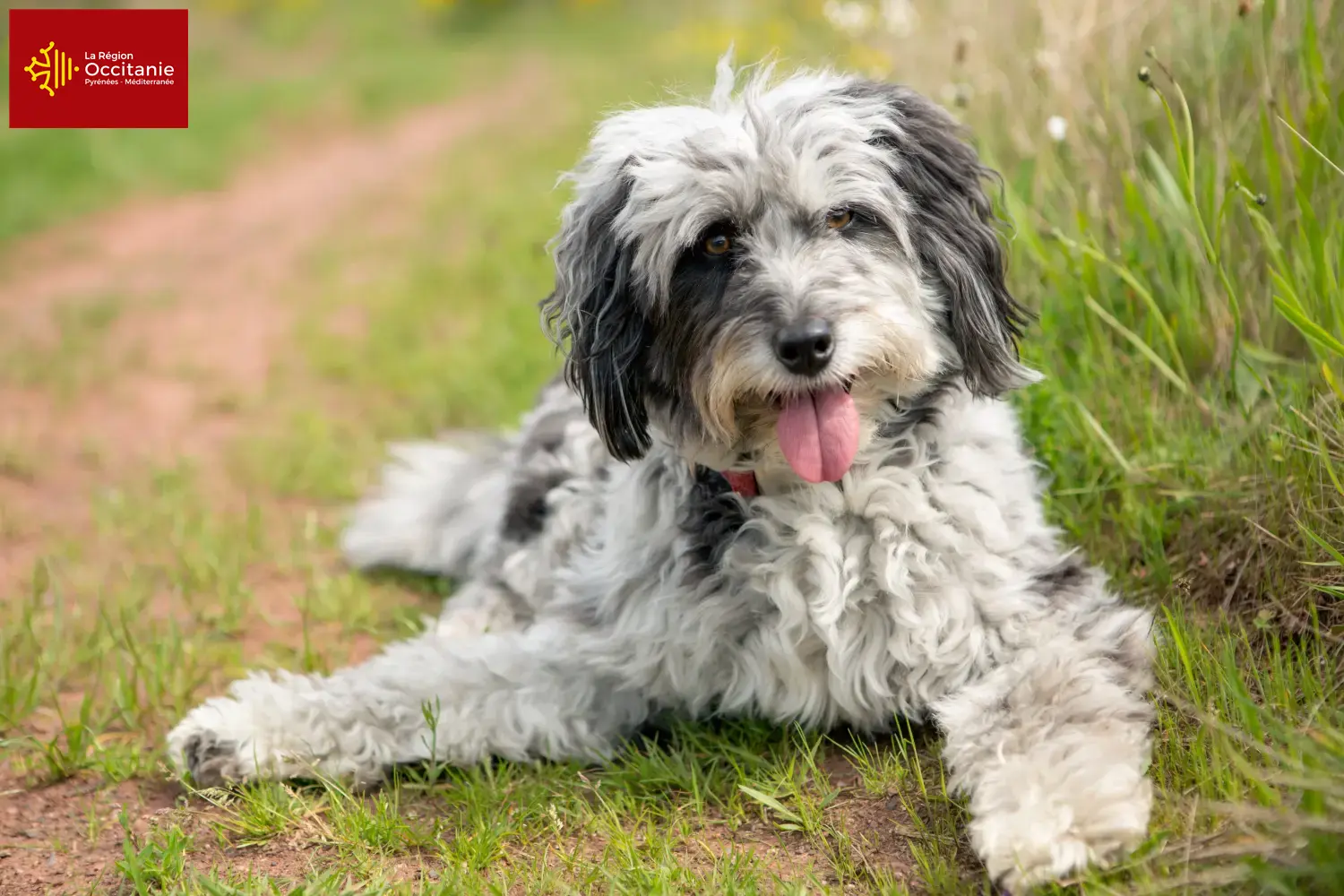 Aussiedoodle Welpen und Züchter Okzitanien Hier findest Du Aussiedoodles Züchter in Okzitanien.