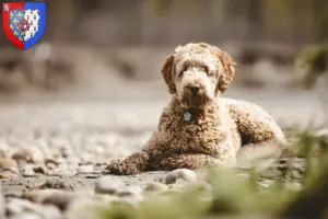 Mehr über den Artikel erfahren Aussiedoodle Züchter und Welpen in Pays de la Loire