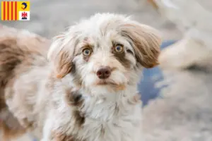 Mehr über den Artikel erfahren Aussiedoodle Züchter und Welpen in der Provence-Alpes-Côte d’Azur