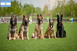 Mehr über den Artikel erfahren Belgischer Schäferhund Züchter und Welpen in Argentinien