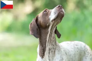 Mehr über den Artikel erfahren Braque français type Gascogne Züchter und Welpen in Tschechien