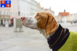 Mehr über den Artikel erfahren Braque Saint-Germain Züchter und Welpen in Liberec