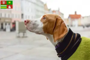 Mehr über den Artikel erfahren Braque Saint-Germain Züchter und Welpen in Pilsen