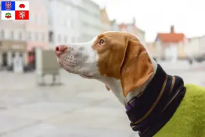 Mehr über den Artikel erfahren Braque Saint-Germain Züchter und Welpen in Vysočina
