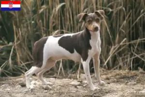 Mehr über den Artikel erfahren Brasilianischer Terrier Züchter und Welpen in Kroatien