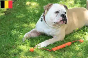Mehr über den Artikel erfahren Continental Bulldog Züchter und Welpen in Belgien