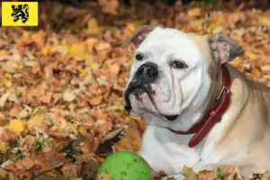 Mehr über den Artikel erfahren Continental Bulldog Züchter und Welpen in Flandern