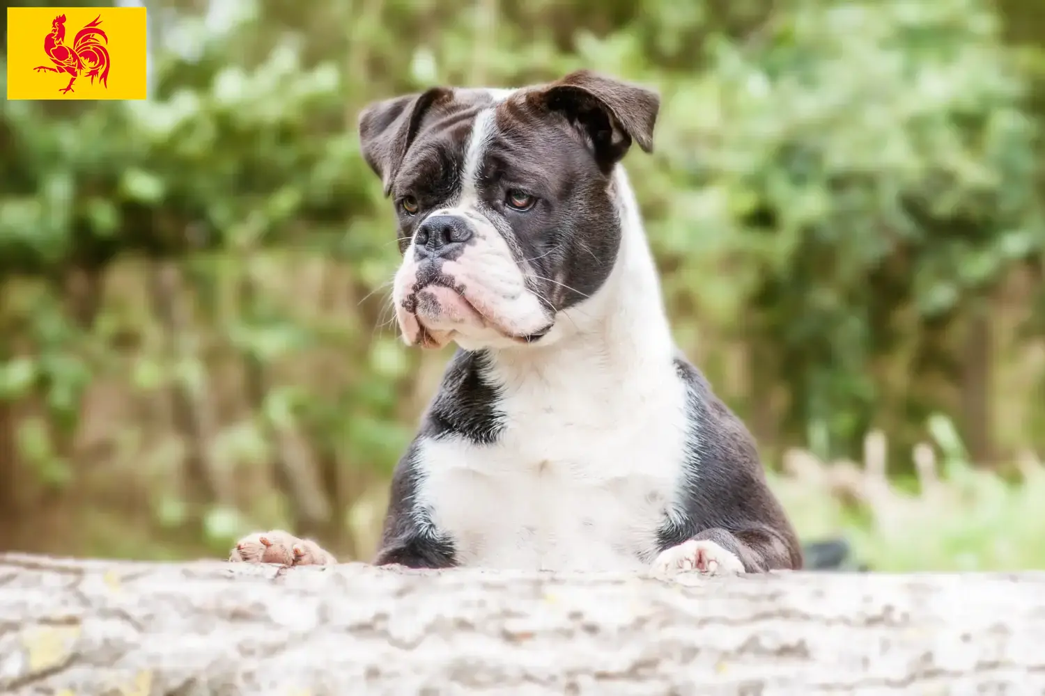 Continental Bulldog Welpen und Züchter Wallonische Region Hier findest Du Continental Bulldogs Züchter in Wallonische Region.