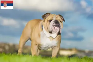Mehr über den Artikel erfahren Englische Bulldogge Züchter und Welpen in Serbien