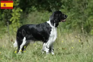 Mehr über den Artikel erfahren English Springer Spaniel Züchter und Welpen in Spanien