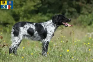 Mehr über den Artikel erfahren Epagneul Breton Züchter und Welpen in Mähren-Schlesien