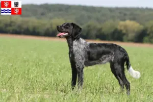 Mehr über den Artikel erfahren Epagneul Breton Züchter und Welpen in Mittelböhmen