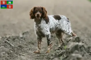 Mehr über den Artikel erfahren Epagneul Breton Züchter und Welpen in Ústí