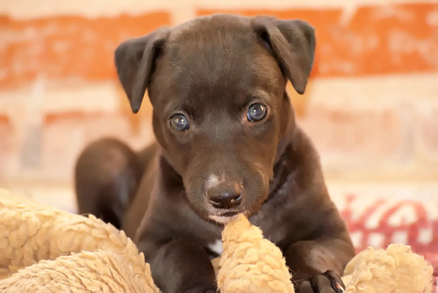 Einen Greyhound Welpen zu kaufen, bedeutet Verantwortung zu übernehmen! Greyhound Welpen kaufen.