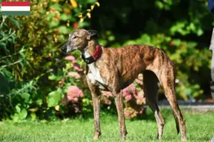 Mehr über den Artikel erfahren Greyhound Züchter und Welpen in Ungarn