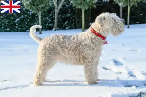 Mehr über den Artikel erfahren Irish Soft Coated Wheaten Terrier Züchter und Welpen in Großbritannien