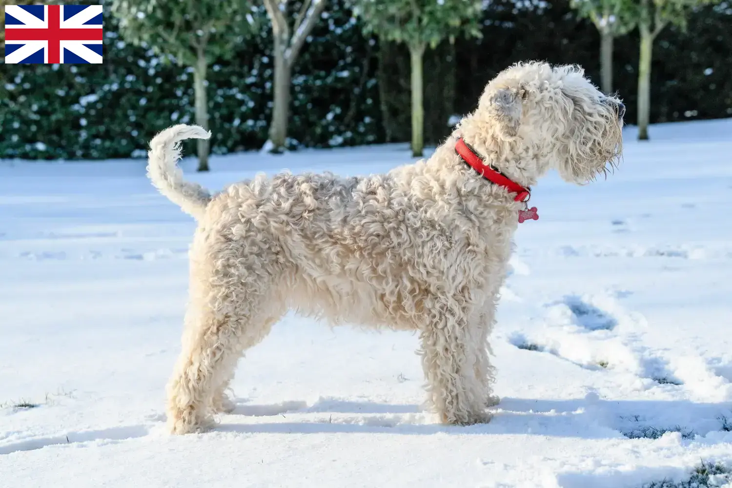 Irish Soft Coated Wheaten Terrier Welpen und Züchter Großbritannien Hier findest Du Irish Soft Coated Wheaten Terrier Züchter in Großbritannien.