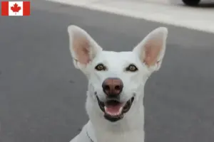 Mehr über den Artikel erfahren Kanaan-Hund Züchter und Welpen in Kanada