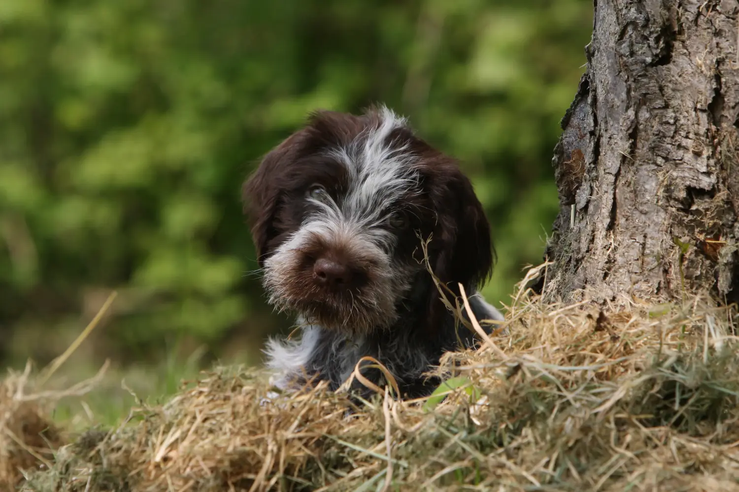 Einen Griffon d’arrêt à poil dur Welpen zu kaufen, bedeutet Verantwortung zu übernehmen! Korthals Griffon Welpen kaufen.