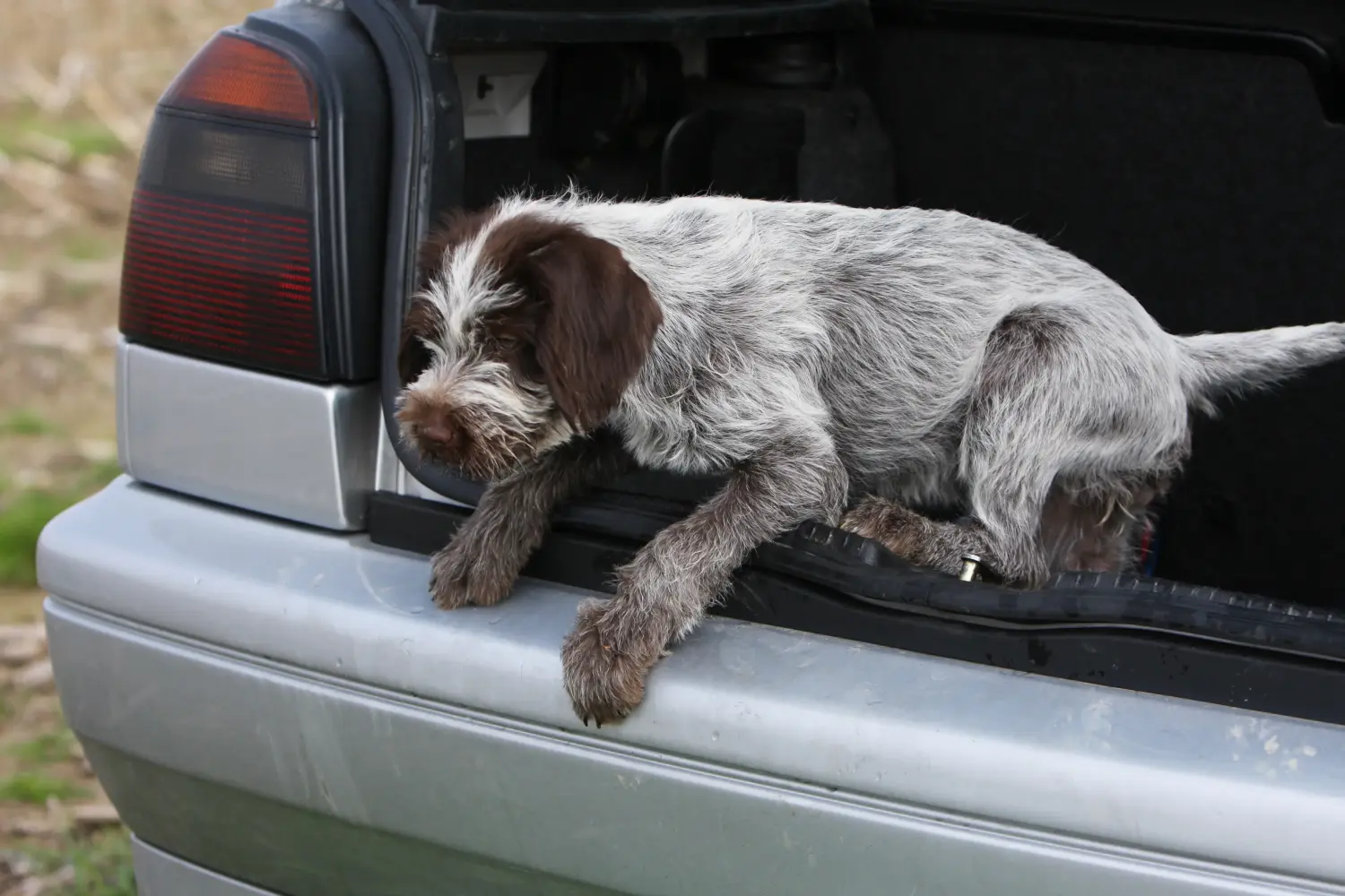 Einen Griffon d’arrêt à poil dur Welpen zu kaufen, bedeutet Verantwortung zu übernehmen! Korthals Griffon Welpen kaufen.