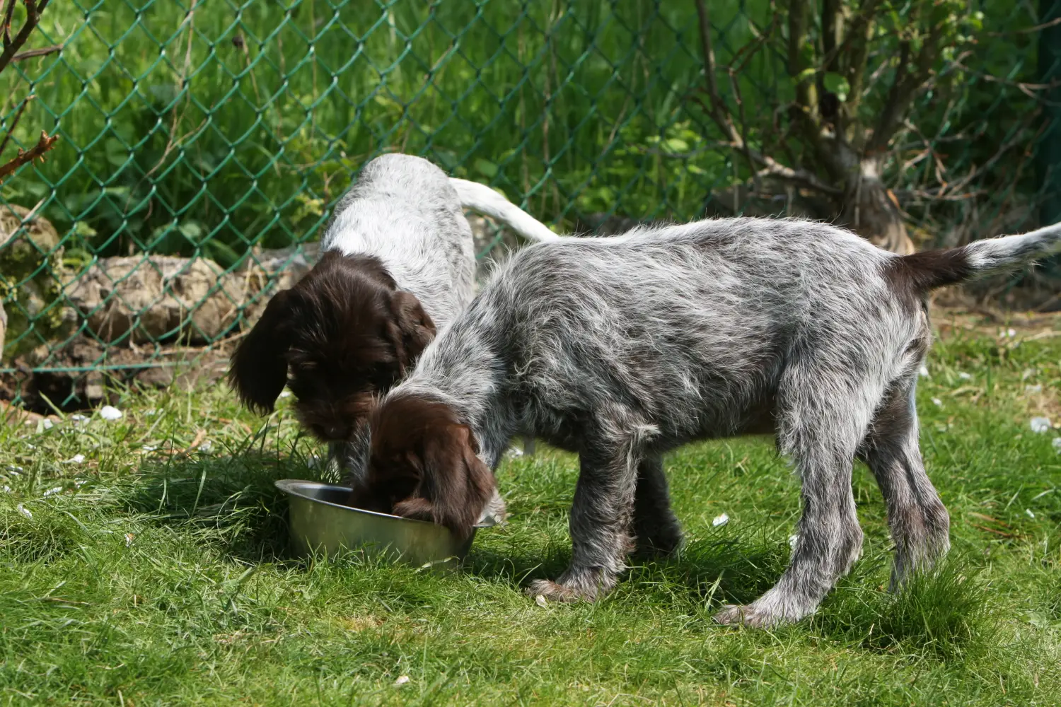 Einen Griffon d’arrêt à poil dur Welpen zu kaufen, bedeutet Verantwortung zu übernehmen! Korthals Griffon Welpen kaufen.