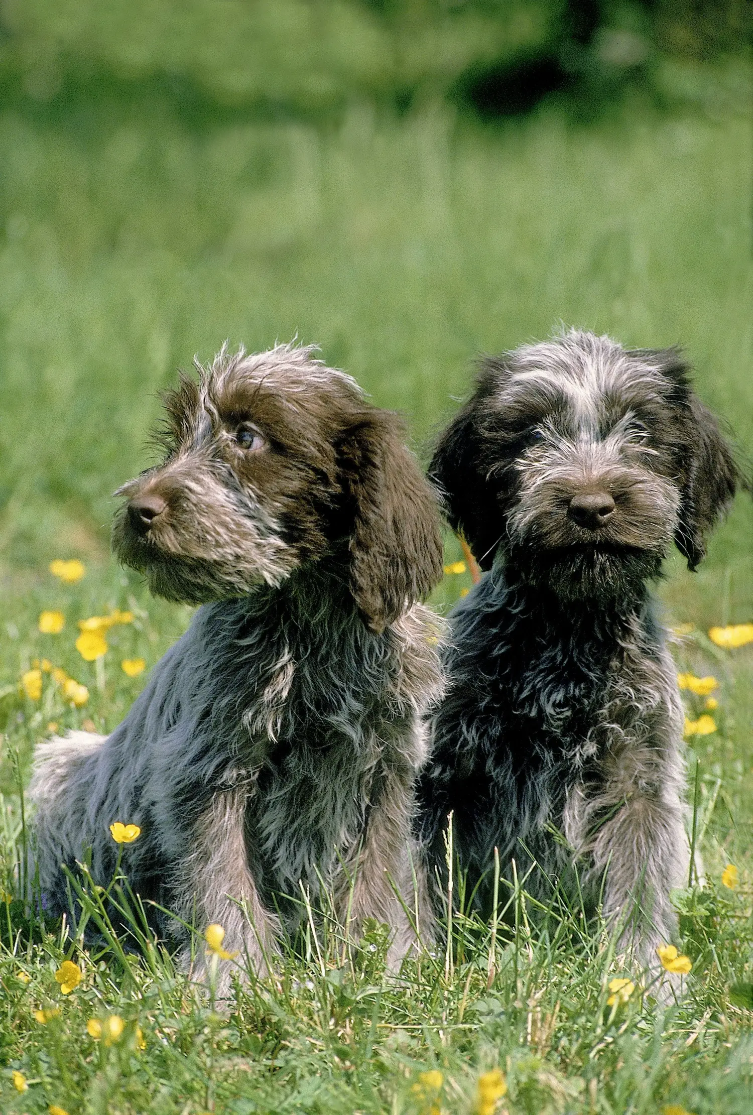 Einen Griffon d’arrêt à poil dur Welpen zu kaufen, bedeutet Verantwortung zu übernehmen! Korthals Griffon Welpen kaufen.