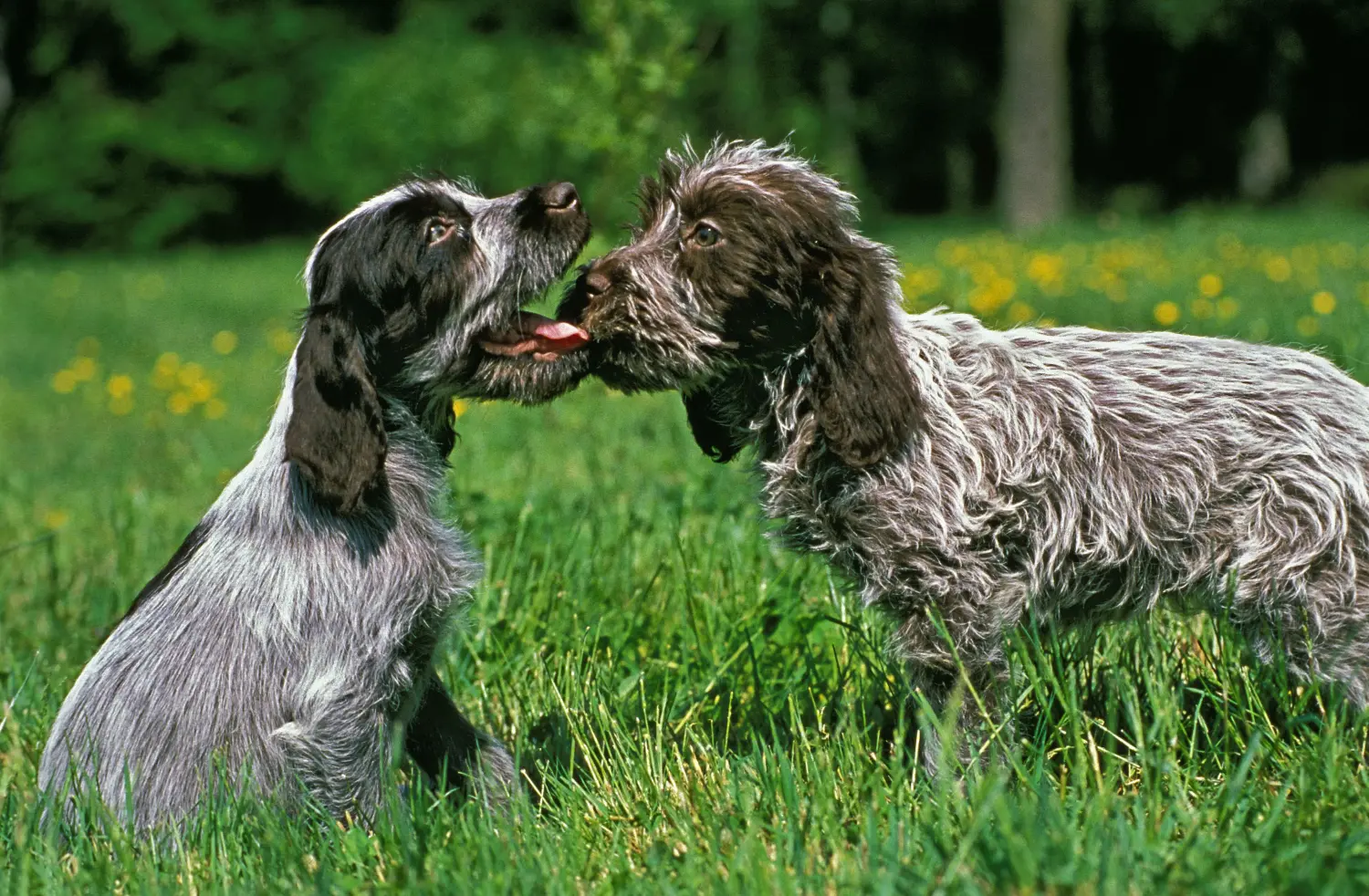 Einen Griffon d’arrêt à poil dur Welpen zu kaufen, bedeutet Verantwortung zu übernehmen! Korthals Griffon Welpen kaufen.